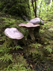Cortinarius traganus