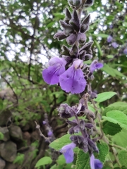 Salvia melissodora