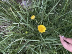 Ranunculus acris