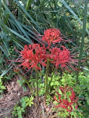 Lycoris