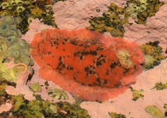 Dendrodoris