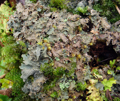 Pseudocyphellaria intricata