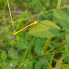 Ceriagrion coromandelianum