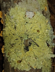 Flavoparmelia baltimorensis