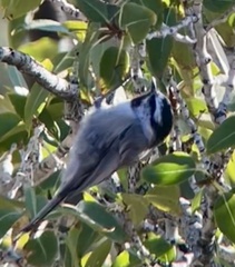 Poecile gambeli