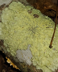 Flavoparmelia baltimorensis