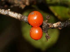 Coprosma kauensis
