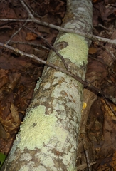 Flavoparmelia baltimorensis
