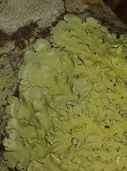 Flavoparmelia baltimorensis