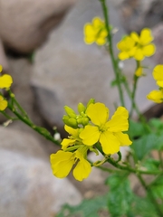 Rhamphospermum arvense