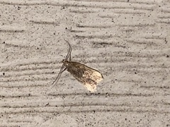 Dichomeris punctipennella