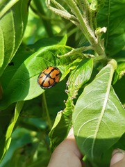 Ogdoecosta biannularis