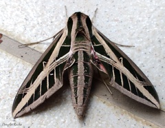 Eumorpha fasciatus