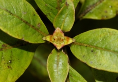 Coprosma kauensis
