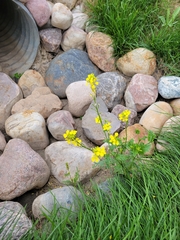 Rhamphospermum arvense