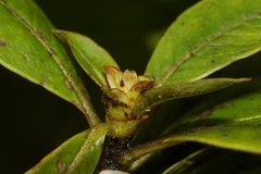 Coprosma kauensis