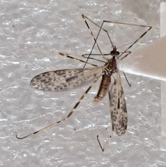 Amphineurus hudsoni
