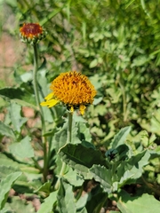 Helianthus laciniatus
