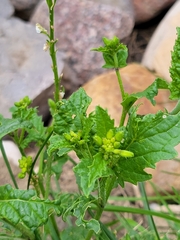 Rhamphospermum arvense