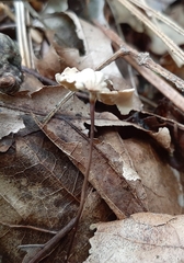 Marasmius capillaris