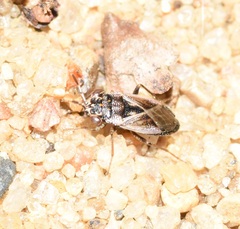 Geocoridae