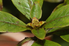 Coprosma kauensis