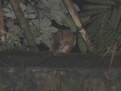 Prionailurus javanensis