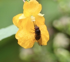 Rhingia nasica