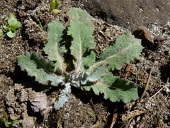Sonchus kirkii