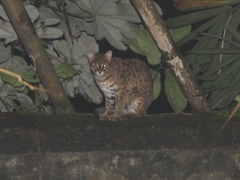 Prionailurus javanensis