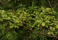 Coprosma kauensis
