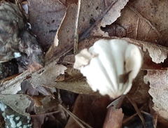 Marasmius capillaris
