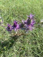 Eryngium leavenworthii