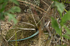 Aspidoscelis sexlineatus