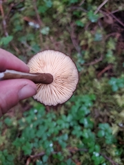 Lactarius fallax