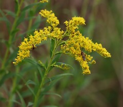 Solidago
