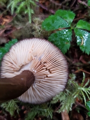 Lactarius fallax
