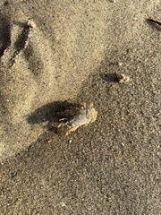Emerita analoga