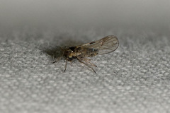 Delphacidae