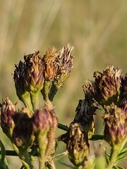 Vernonia marginata