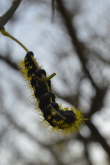 Leucanella viridescens