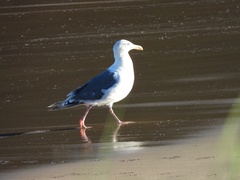 Larus schistisagus