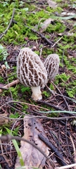 Morchella