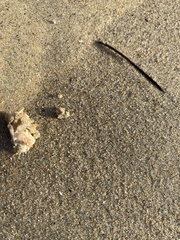 Emerita analoga