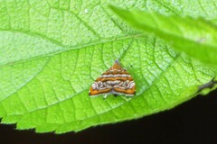 Choreutis orthogona