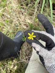 Ranunculus inundatus