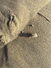Emerita analoga