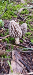 Morchella