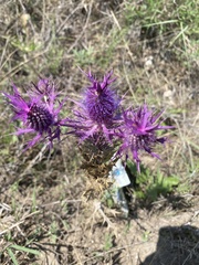 Eryngium leavenworthii