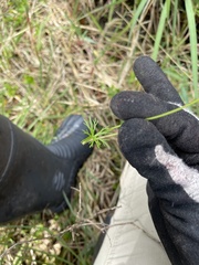 Ranunculus inundatus